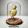 Display dome for taxidermy duck, Glass Cloche, oddities display dome