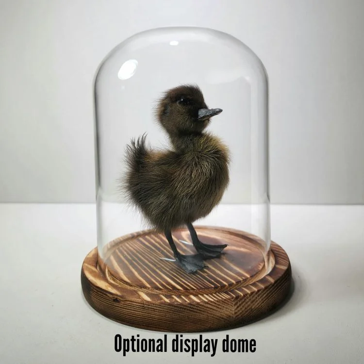 Display dome for taxidermy duck, Glass Cloche, oddities display dome