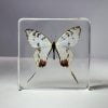 Dragon Swallowtail Butterfly In Resin, Preserved Butterflies, Insects in Resin