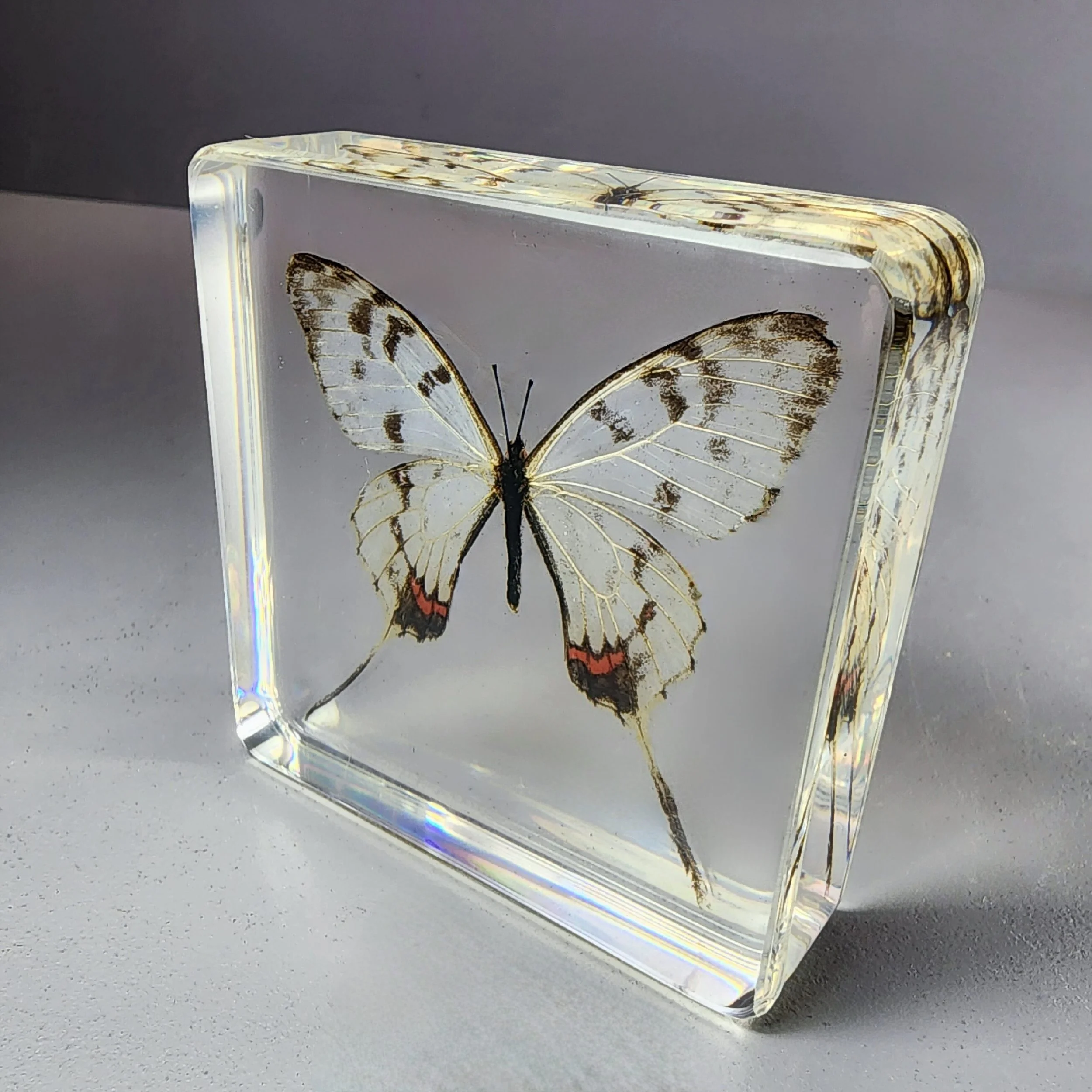 Dragon Swallowtail Butterfly In Resin, Preserved Butterflies, Insects in Resin