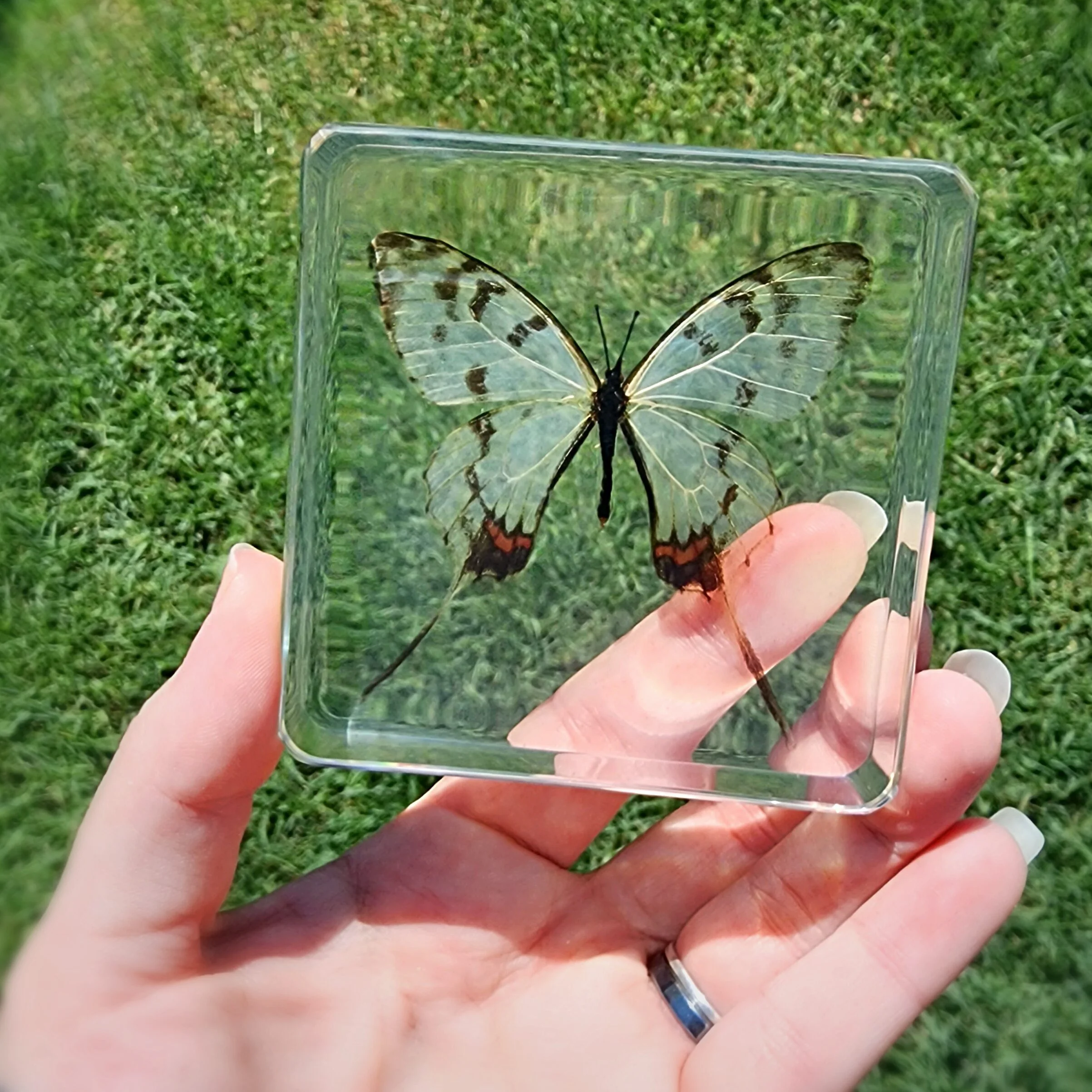 Dragon Swallowtail Butterfly In Resin, Preserved Butterflies, Insects in Resin