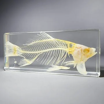 Real Fish Skeleton, Oddities Curiosities, Teaching, educational display