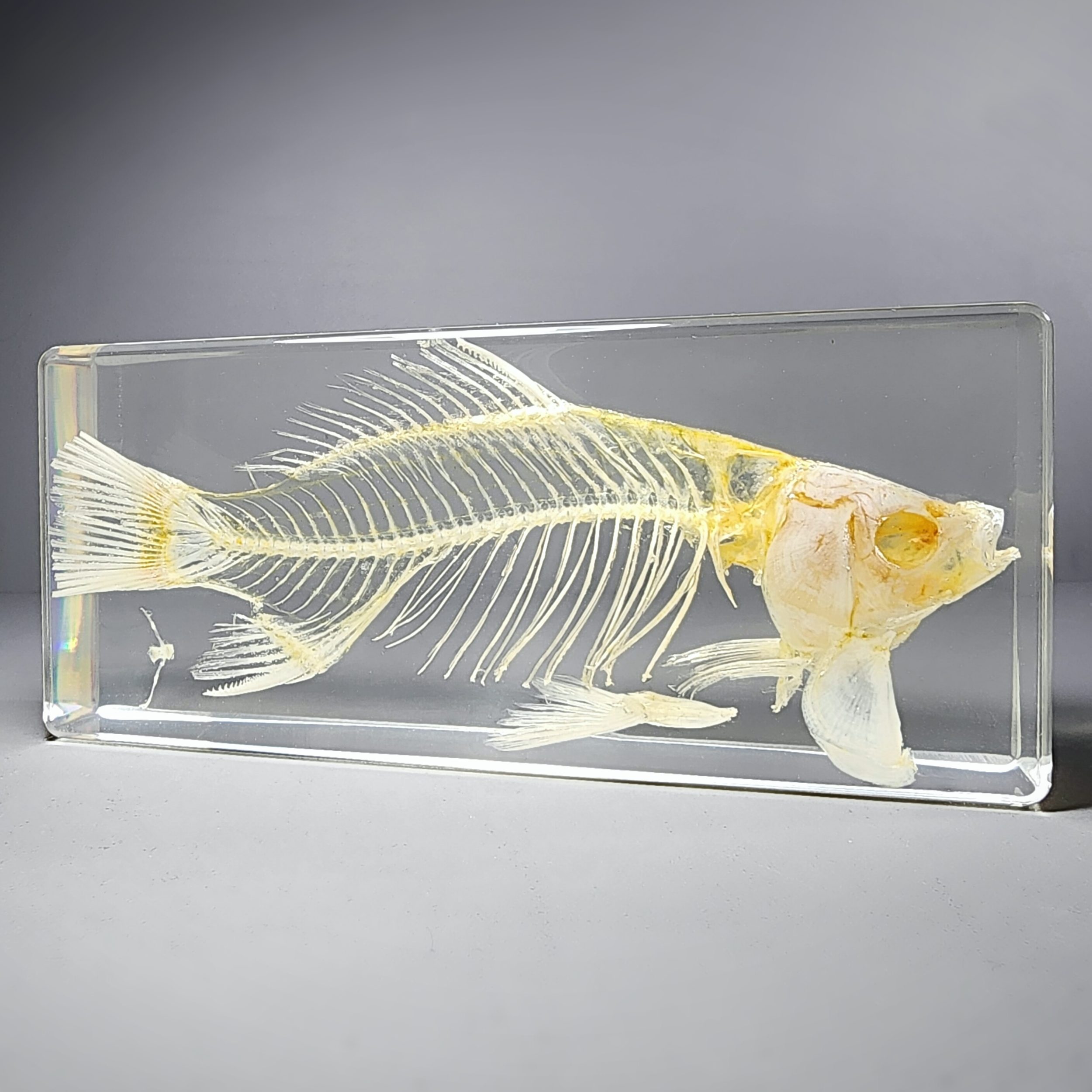 Large Fish Skeleton in Resin, Carassius auratus - Insects In Resin