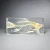 Real Fish Skeleton, Oddities Curiosities, Teaching, educational display