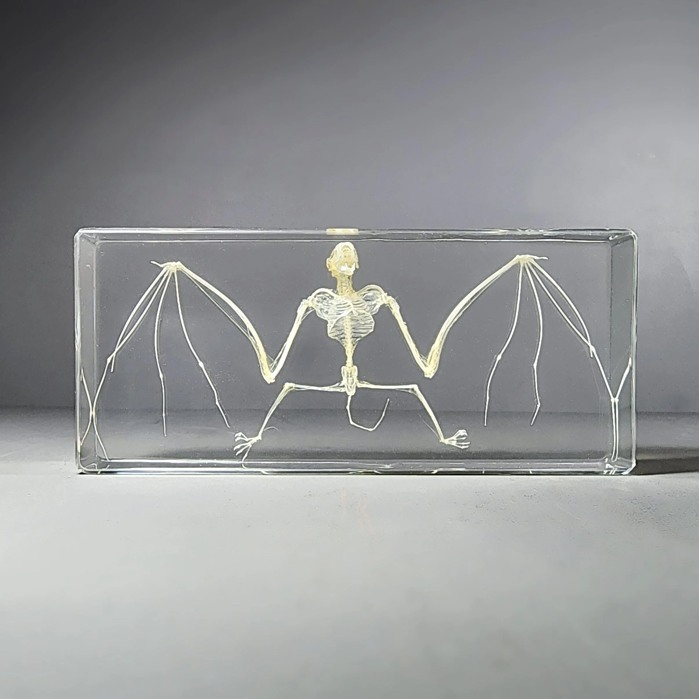 Real-Bat-In-Resin-Wholesale-Skeleton-1 Real Large Bat Skeleton In Resin, Oddities Curiosities, Skeletons, Preserved Bat