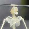 Real Large Bat Skeleton In Resin, Oddities Curiosities, Skeletons, Preserved Bat