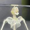 Real Large Bat Skeleton In Resin, Oddities Curiosities, Skeletons, Preserved Bat