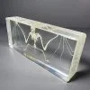 Real Large Bat Skeleton In Resin, Oddities Curiosities, Skeletons, Preserved Bat