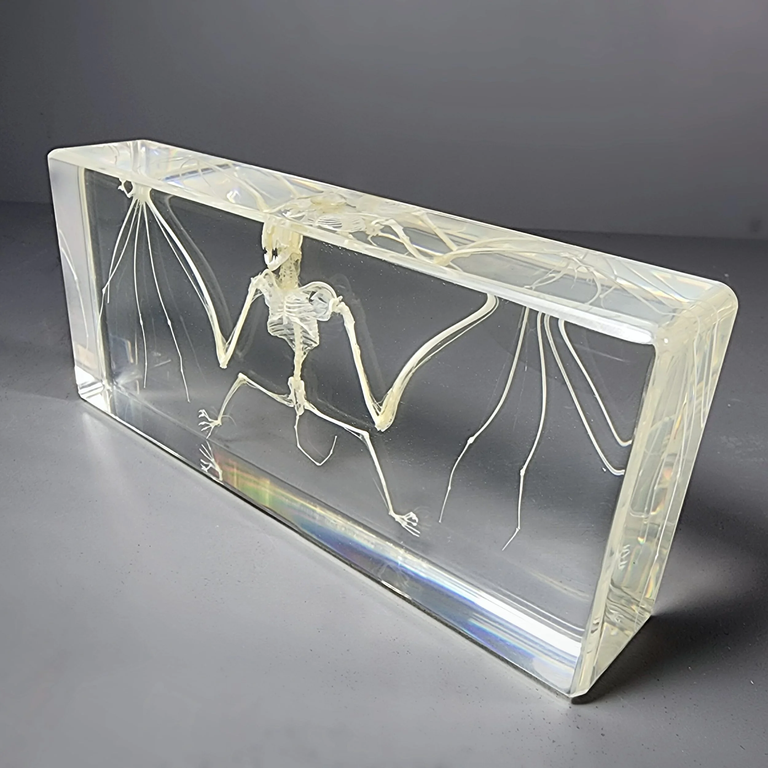 Real-Bat-In-Resin-Wholesale-Skeleton-4 Real Large Bat Skeleton In Resin, Oddities Curiosities, Skeletons, Preserved Bat
