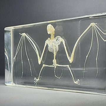 Real Large Bat Skeleton In Resin, Oddities Curiosities, Skeletons, Preserved Bat