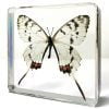Real Butterfly in Resin, Dragon Swallowtail, Butterfly Display, Bugs, Insects In Resin