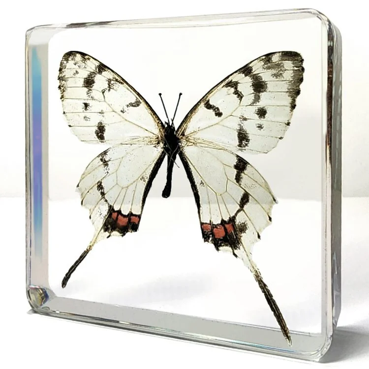 Real Butterfly in Resin, Dragon Swallowtail, Butterfly Display, Bugs, Insects In Resin