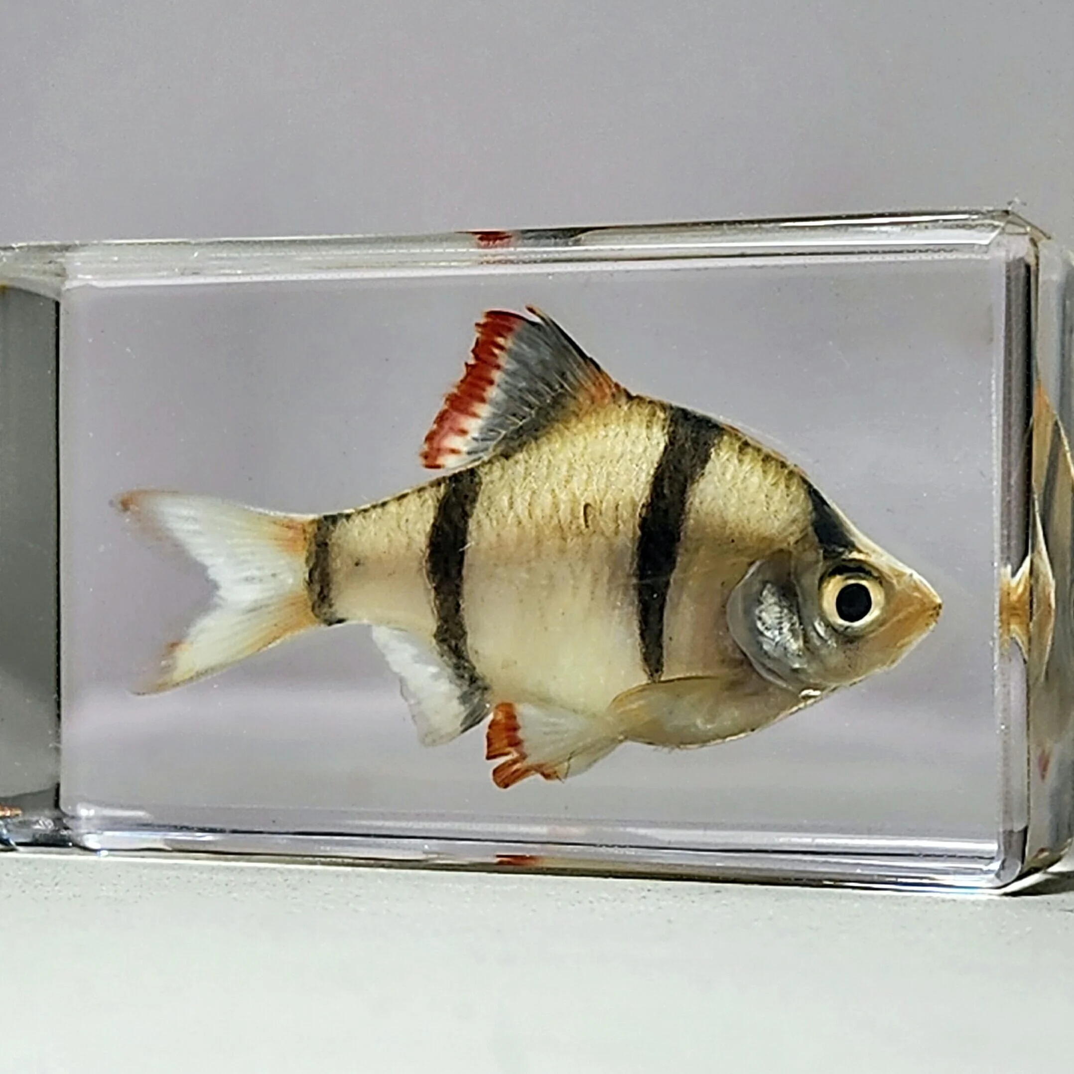 barb fish species
