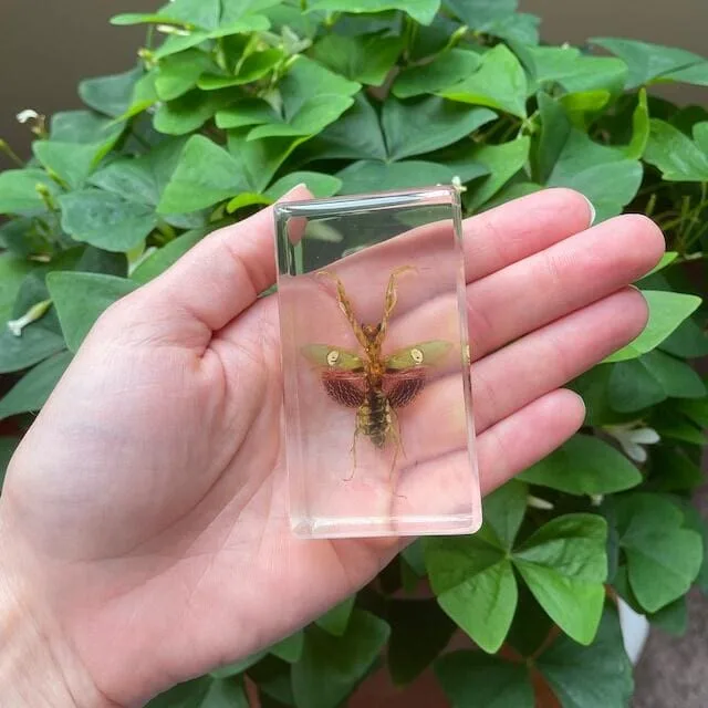 Image #1 from Kalevgh