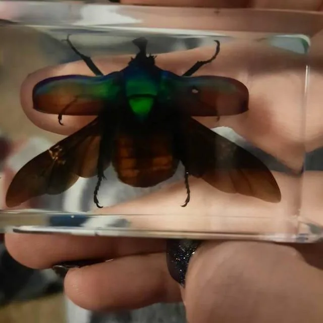 Image #1 from Toshia Kenyon