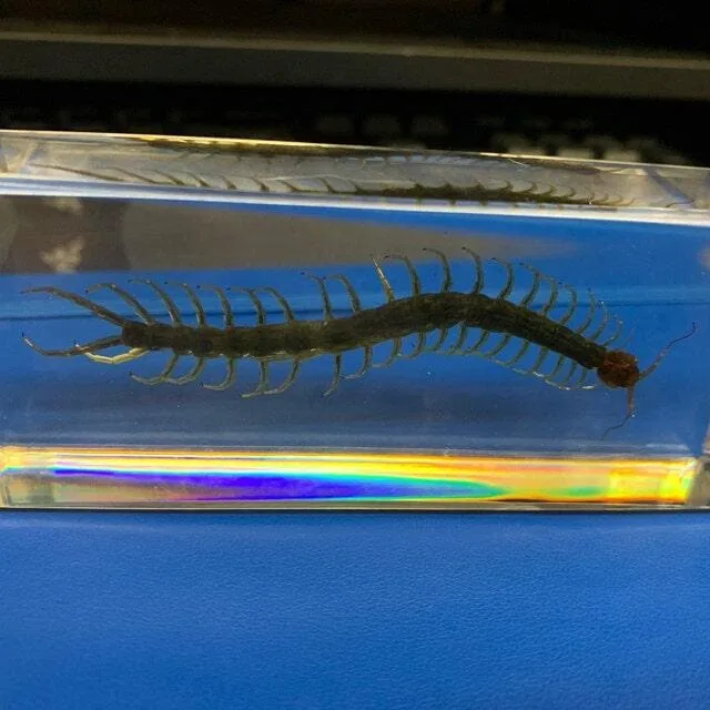 Image #1 from Hail Haley