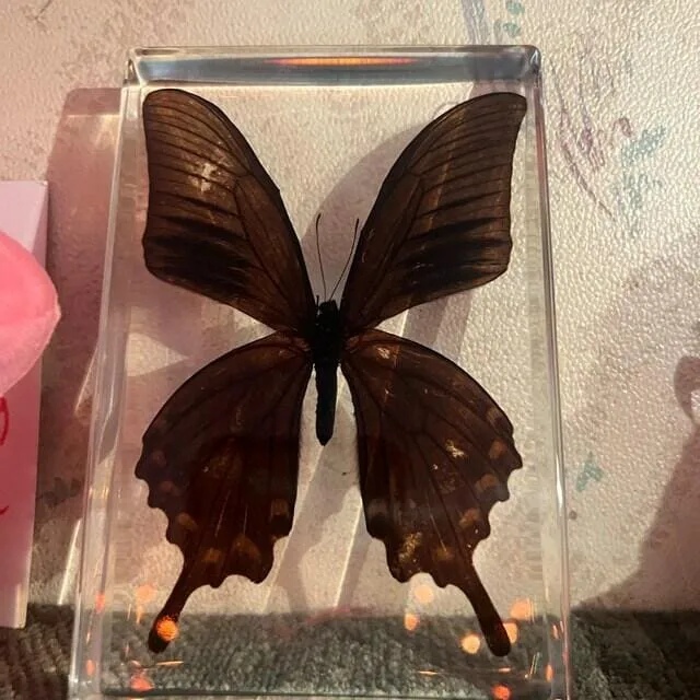 Image #1 from Kaylen