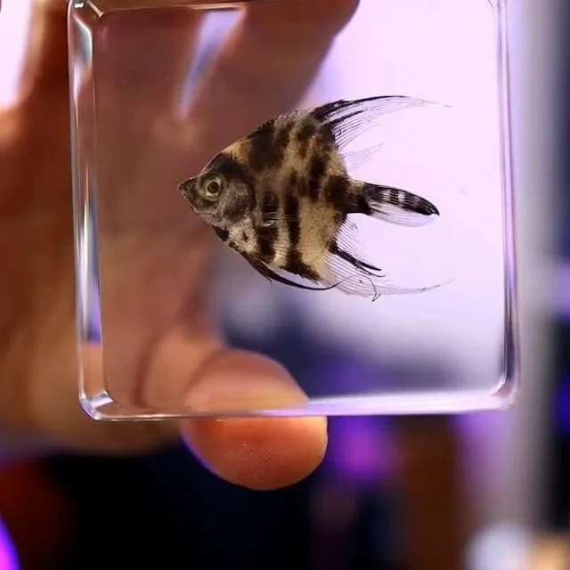 Image #1 from Kendra White