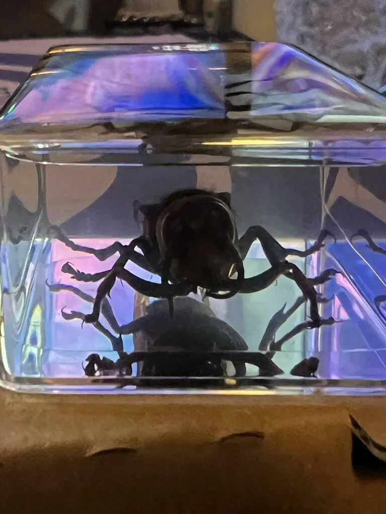 Image #1 from Esmeralda James