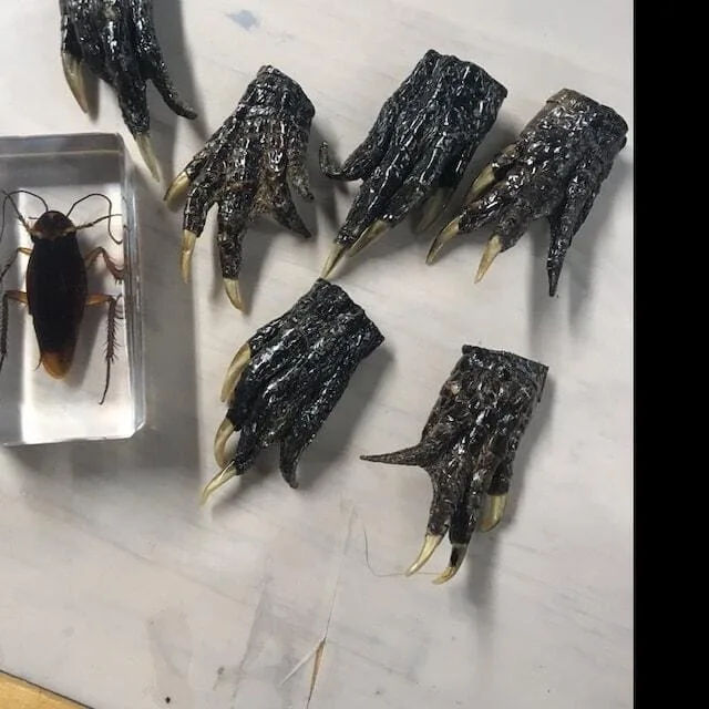 Image #1 from ChelseaSharleen