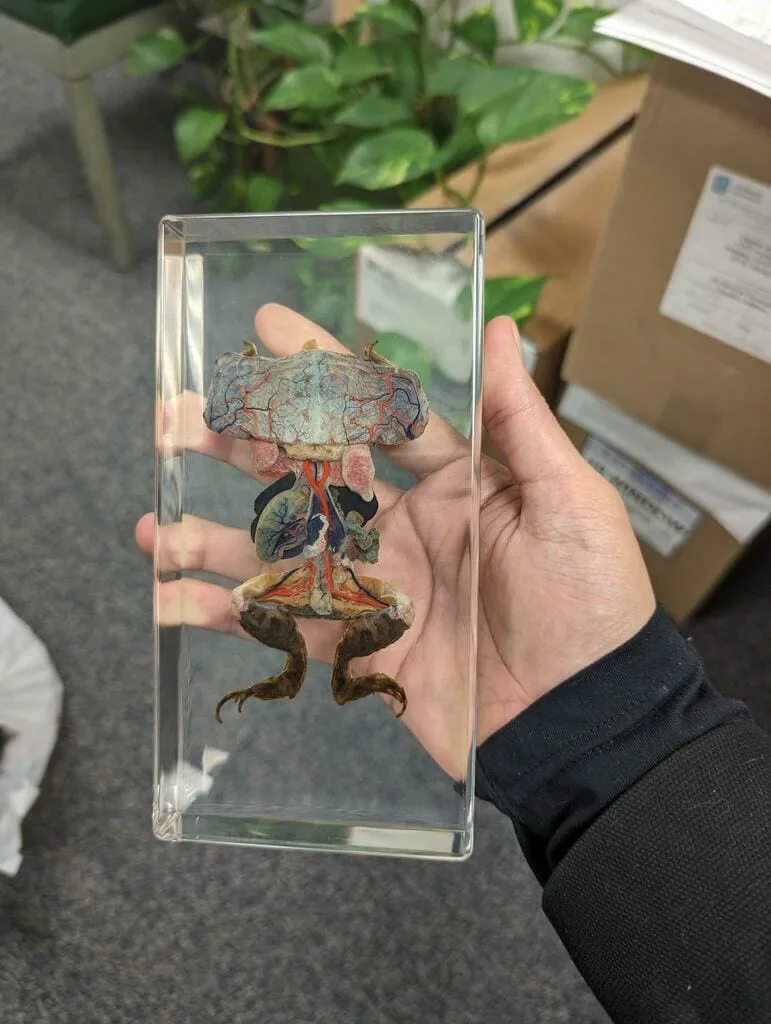 Image #2 from Bryan Ramos