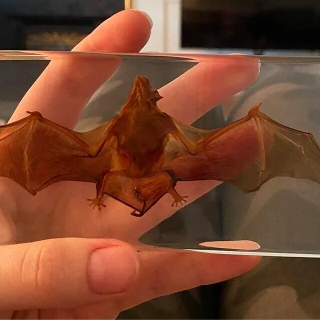 Image #1 from Amanda Mizell