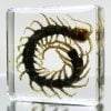 Small Centipede in Resin, Curio Display, Oddities Curiosities