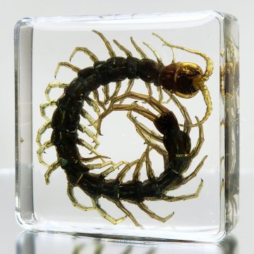 Small Centipede in Resin, Curio Display, Oddities Curiosities