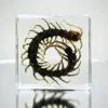 Small Centipede in Resin, Curio Display, Oddities Curiosities