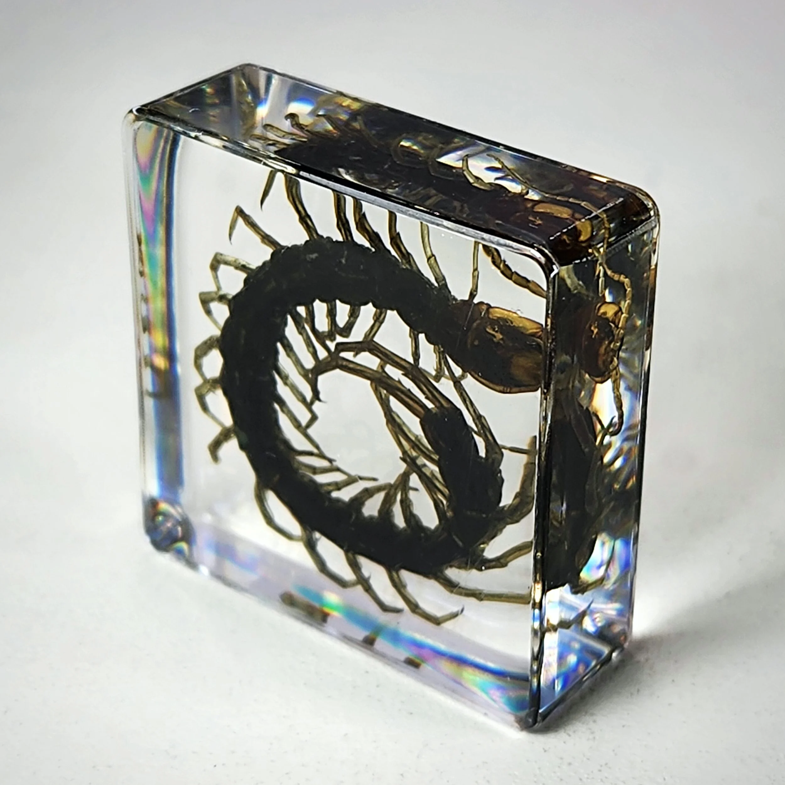 Small Centipede in Resin, Curio Display, Oddities Curiosities
