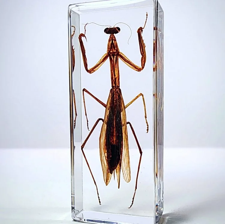 Preying Mantis in Lucite, Educational insect, Entomology Specimen