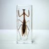 Preying Mantis in Lucite, Educational insect, Entomology Specimen