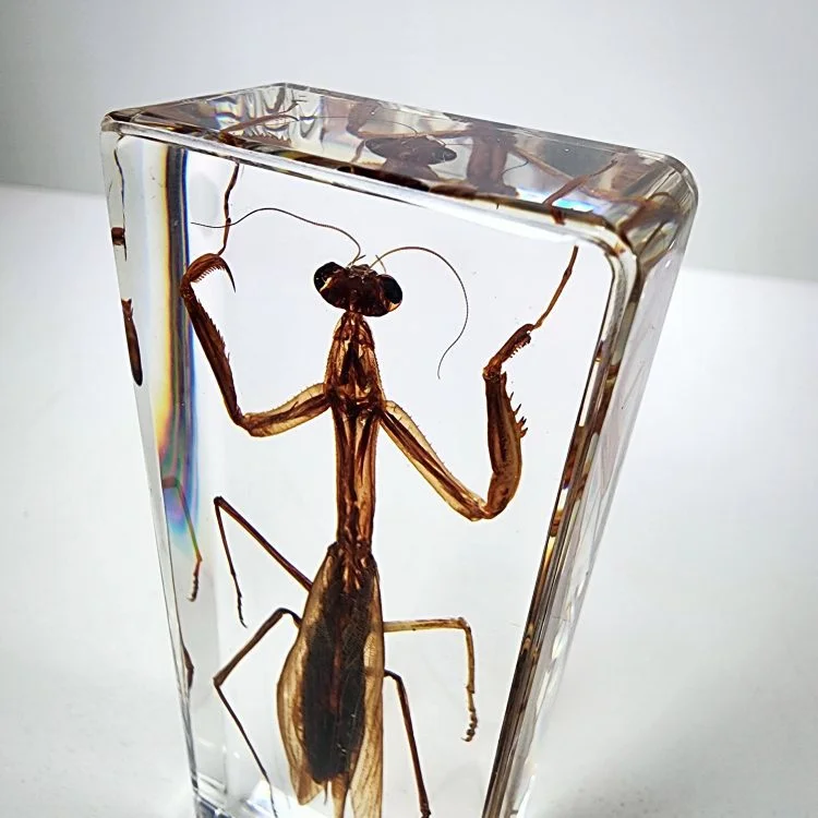 Preying Mantis in Lucite, Educational insect, Entomology Specimen