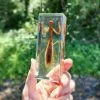 Preying Mantis in Lucite, Educational insect, Entomology Specimen