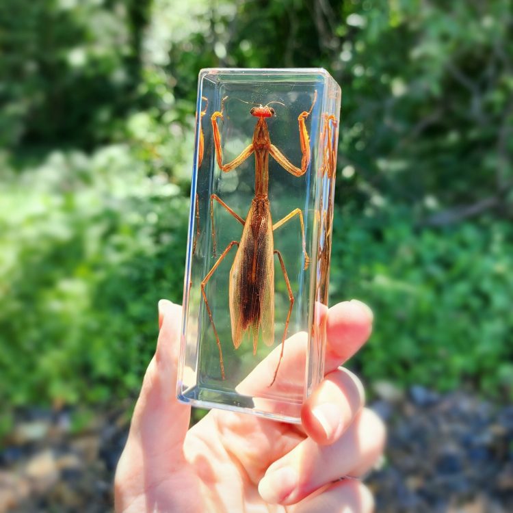 Preying Mantis in Lucite, Educational insect, Entomology Specimen