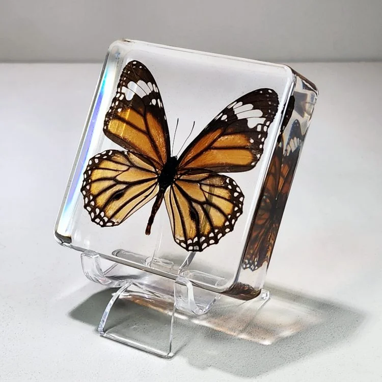 Butterfly in Resin Display stands, Resin specimen clear display stand