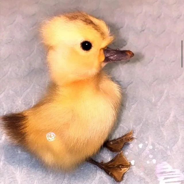 Image #1 from CHARISMA