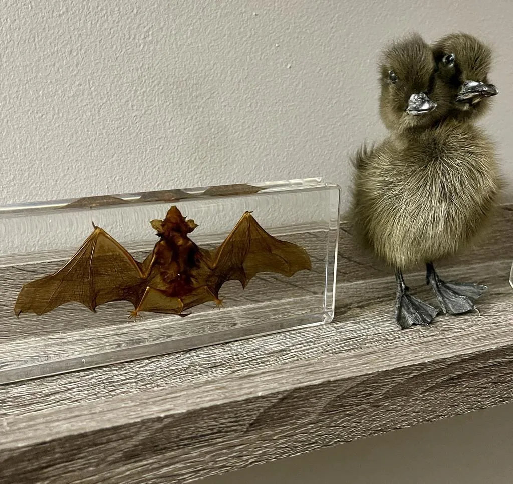 Image #1 from MICHAEL REILY