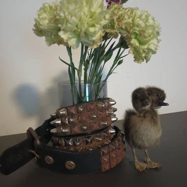 Image #1 from William