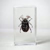 Eyelash Beetle, Pine Chafer Beetle, Insects In Resin, Real Bug