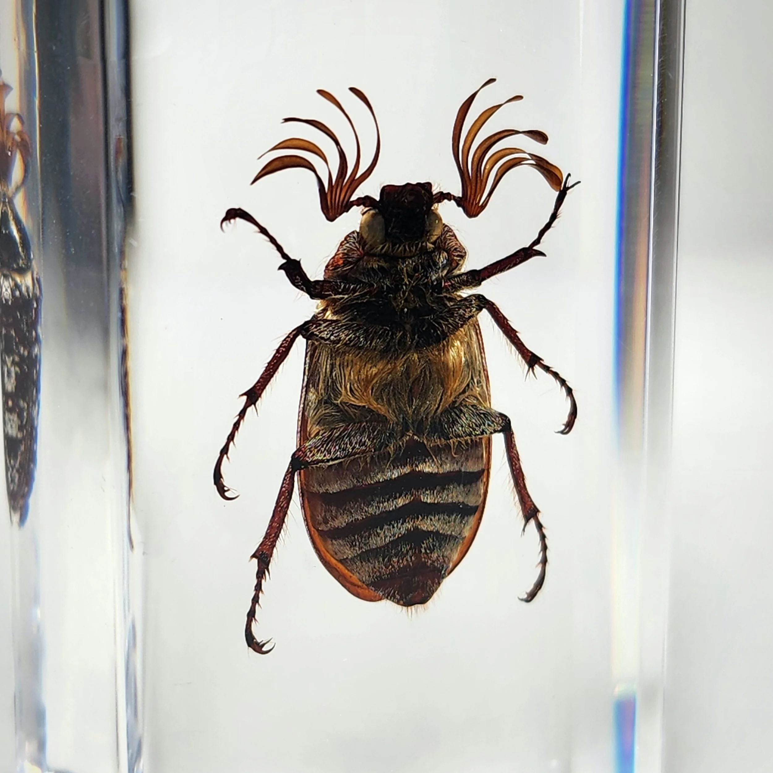 Eyelash Beetle, Pine Chafer Beetle, Insects In Resin, Real Bug