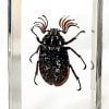 Eyelash Beetle, Pine Chafer Beetle, Insects In Resin, Real Bug