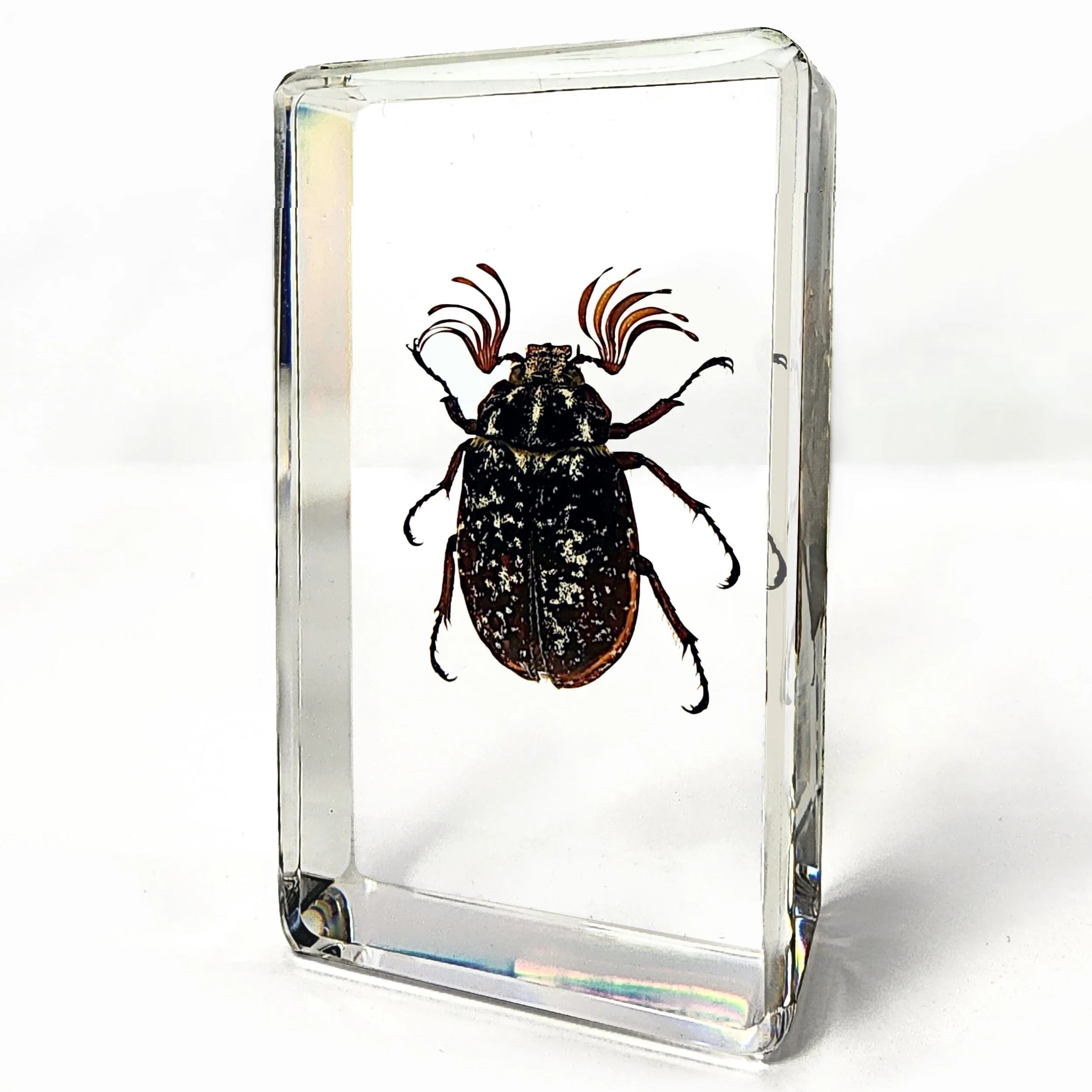 Eyelash Beetle, Pine Chafer Beetle, Insects In Resin, Real Bug