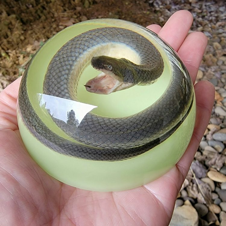 Real Preserved Snake, Glow in the dark snake paperweight, Real Snake Specimen, Glow Dome