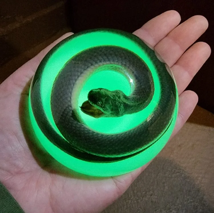 Real Preserved Snake, Glow in the dark snake paperweight, Real Snake Specimen, Glow Dome