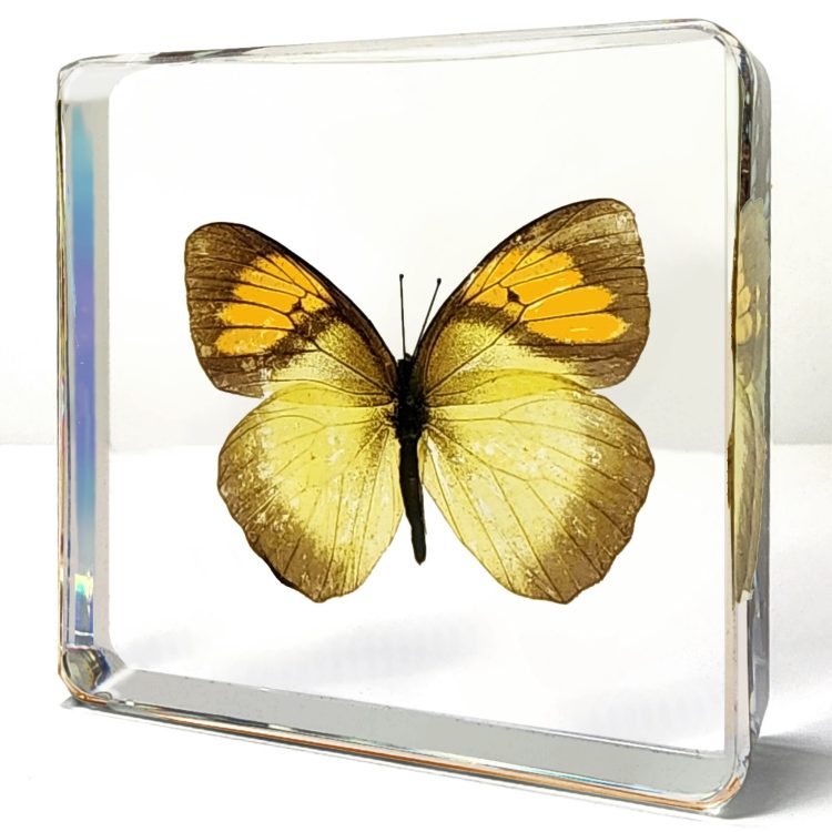 Real Butterfly in Resin, Real Bugs, Preserved Butterfly, Yellow Butterfly