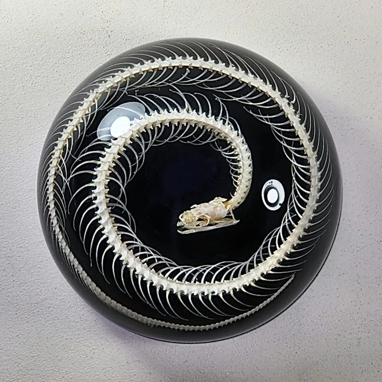 Real Snake Skeleton in Resin, Snake Skeleton paperweight, Oddities Decor