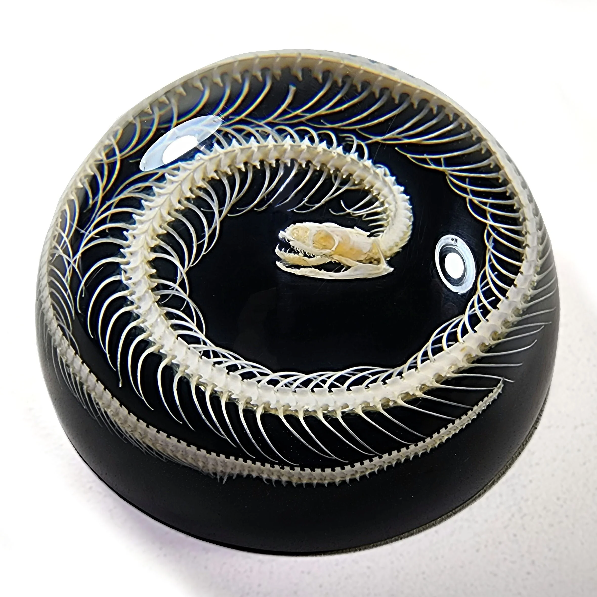 Snake-Skeleton-In-Resin-Snake-Specimen-Oddities-Decor-1 Real Snake Skeleton in Resin, Snake Skeleton paperweight, Oddities Decor