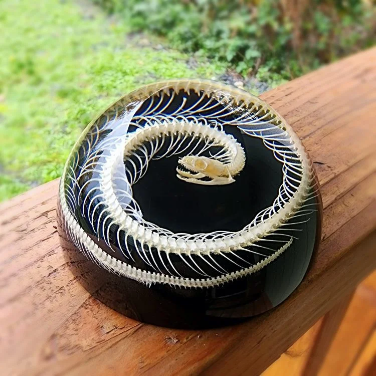 Real Snake Skeleton in Resin, Snake Skeleton paperweight, Oddities Decor