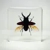 Stag Beetle in Flight, Stag Wings Open, Beetle Specimen, Preserved Bugs